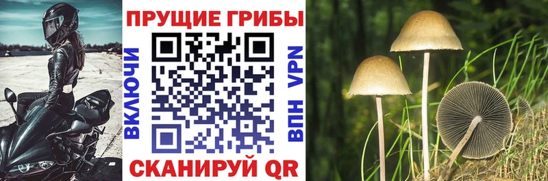Псилоцибиновые грибы прущие грибы  Купить где  Удомля 